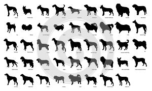 Cute dog breeds pedigree vector illustration set