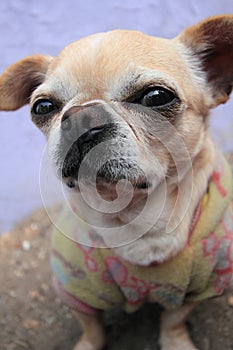 Dog, breed, like, mammal, nose, snout, chihuahua, group, puppy, carnivoran, companion, toy, fawn photo