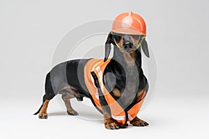 Cute dog builder dachshund in an orange construction helmet and a vest obscures the eyes,  on gray background, look at the