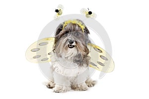 Cute dog in a bumble bee costume