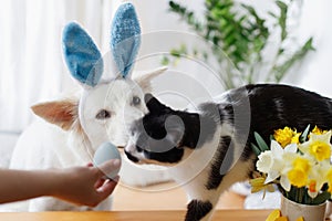 Cute dog in bunny ears and cat looking at stylish easter egg in woman hand. Happy Easter. Pets and easter holiday at home