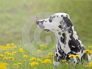 Cute dog with a butterfly on his nose