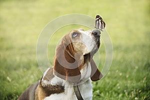 Cute dog with butterfly on his nose