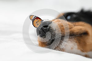 Cute dog and butterfly on white fabric at home. Friendly pet