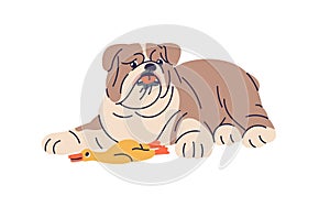 Cute dog and canine duck, chewing squeaky toy. Funny puppy, doggy of English bulldog breed. Adorable pup pet relaxing