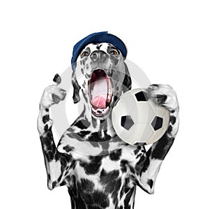 Cute dog in cap holding a soccer ball and shout and scream