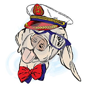 Cute dog in the captain`s cap. Captain.