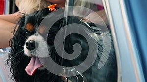 Cute dog in the car on the way to summer holiday