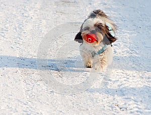 Cute dog carrying its ball