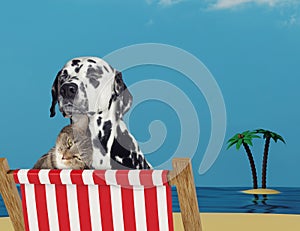 Cute dog and cat relaxing on a red deck chair on the beach