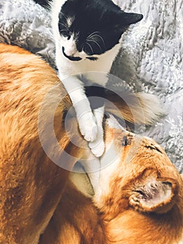 Cute dog and cat sleeping together on bed, top view. Adorable golden dog and little kitty sleeping together and cuddling, cozy