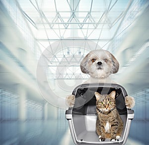 Cute dog and cat wait at the airport with blue suitcase