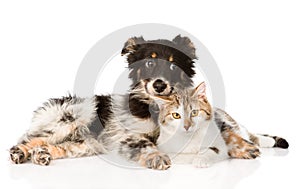 Cute dog with cat. on white background