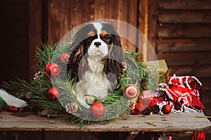 Lindo ridículo el perro celebra a nuevo decoraciones a regalos. chino de el perro 