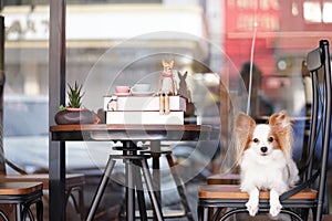 Cute dog on a chair. Pure breed dog : Continental Toy Spaniel Papillon on a vintage chair. Books and teacups on the table