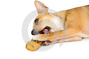 Cute dog chewing bone toy