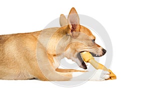 Cute dog chewing bone toy