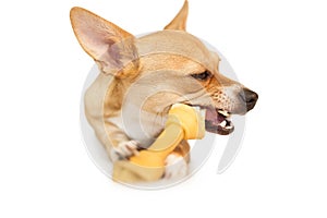 Cute dog chewing bone toy