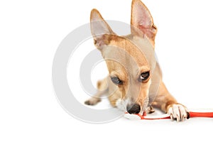 Cute dog chewing on toothbrush