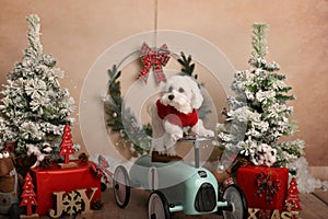 Cute dog in Christmas decor