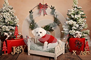 Cute dog in Christmas decor