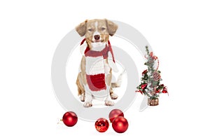 Cute dog with christmas ornament