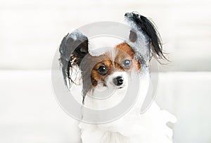 Cute dog close-up portrait in the bathroom in shampoo.