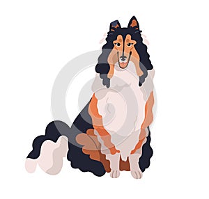 Cute dog of Collie breed, pedigree. Happy funny long-coated hairy doggy. Adorable shaggy tricolor canine animal, lovely