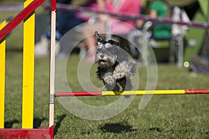 Cute dog compete on agility