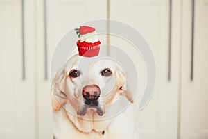 Cute dog with cupcake