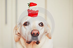 Cute dog with cupcake