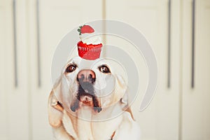 Cute dog with cupcake