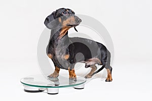 Cute dog dachshund, black adn tan, on a glass scales, isolated on gray background photo