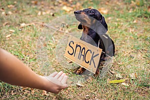 Cute dog dachshund, black and tan, with cardboard `snack ` begging and looks at the hand of a man with food, stretched out to him,