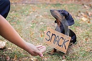 Cute dog dachshund, black and tan, with cardboard `snack ` begging and looks at the hand of a man with food, stretched out to him,