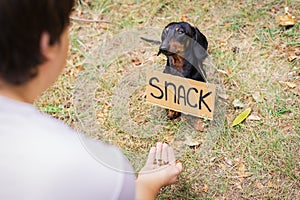 Cute dog dachshund, black and tan, with cardboard `snack ` begging and looks at the hand of a man with food, stretched out to him,