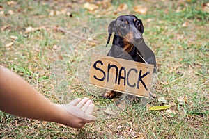 Cute dog dachshund, black and tan, with cardboard `snack ` begging and turns away from the hand of a man with food, stretched out