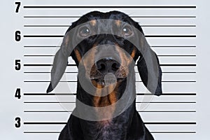 Cute dog dachshund, black and tan, at police office on the background department banner