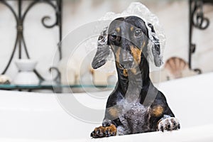 Cute dog dachshund, black and tan, takes a bath with soap foam, wearing a bathing cap