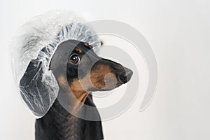 Cute dog dachshund, black and tan, takes a bath with soap foam, wearing a bathing cap close up photo