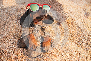 Cute dog of dachshund, black and tan, wearing red sunglasses, having relax and enjoying buried in the sand at the beach ocean on s