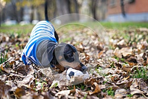 Cute dog dachshund, black and tan, in white blue clothes T-shirt playing gnaw with a toy ball in the street in the autumn leaves