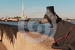 A cute dog of dachshund breed, black and tan, dressed in a suit and a top hat, on a walk on the embankment of St. Petersburg, Russ photo