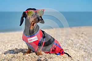 Cute dog Dachshund breed, black and tan, in a red blue vest Life Guarde and red sunglasses, sits on a sandy beach against the sea