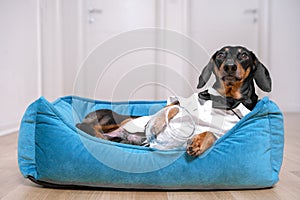 Cute dog dachshund in a white shirt and tie butterfly after a party lies in bed with a hangover trying to sleep.