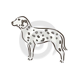 Cute dog dalmatian breed pedigree vector illustration