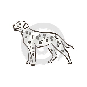 Cute dog dalmatian breed pedigree vector illustration