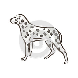 Cute dog dalmatian breed pedigree vector illustration