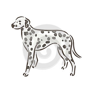 Cute dog dalmatian breed pedigree vector illustration