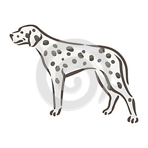 Cute dog dalmatian breed pedigree vector illustration